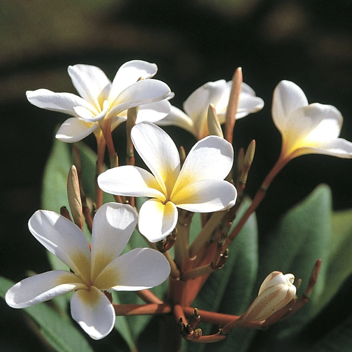 Hawaiian Plumeria Plants For Sale From the Source Best Hawaiian Plants from Kanoa Hawaii